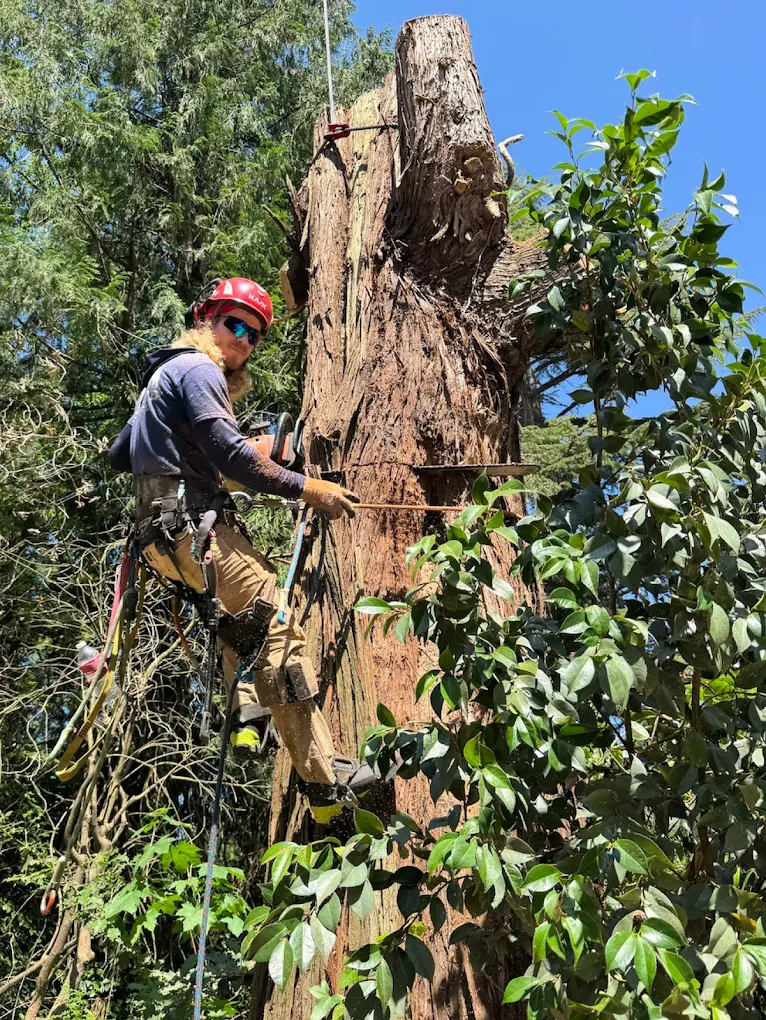 What to Do After a Storm Damages a Tree on Your Property