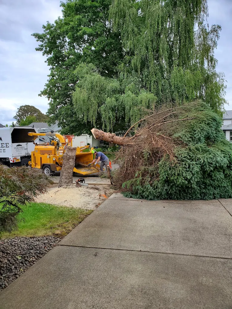 What Happens to the Wood After a Tree Is Removed in Portland?