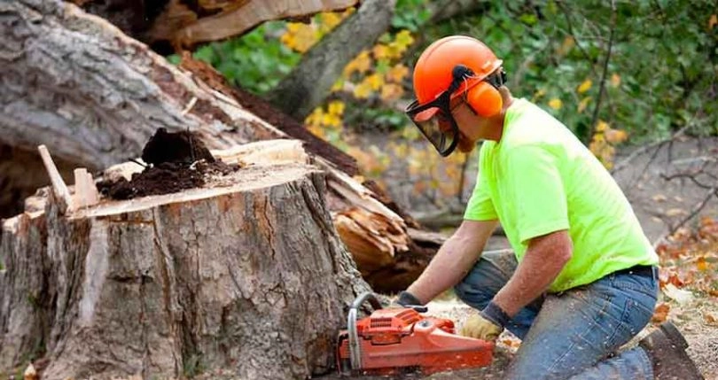 Crane Tree Removal Cost in Portland: Why Is It So Expensive?